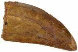 Carcharodontosaurus Tooth - Real Dinosaur Tooth #311044-1